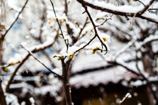 山东泰山的